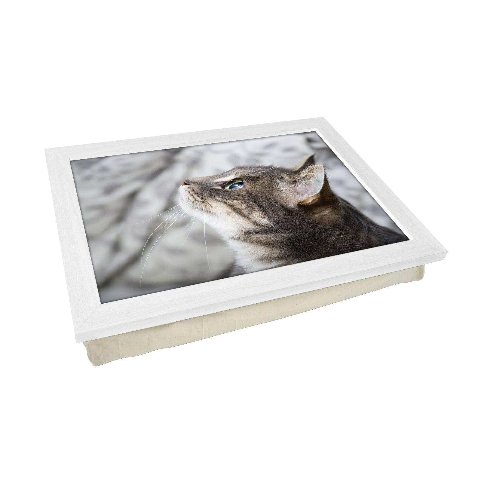Grey Cat Looking Up  Lap Tray - L0177 Personalised Lap Trays