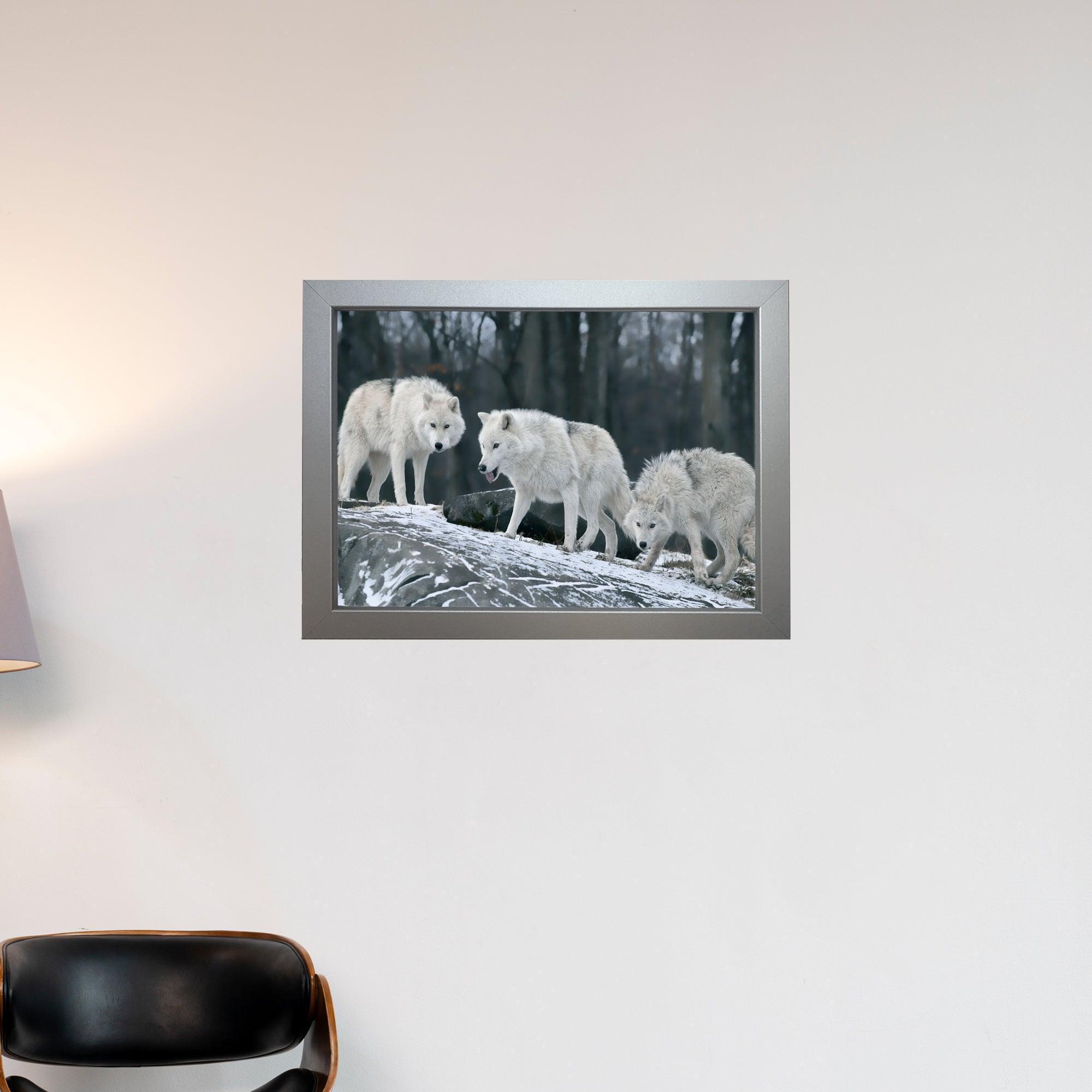 Three White Wolves Framed Print - FP3 - Yoosh