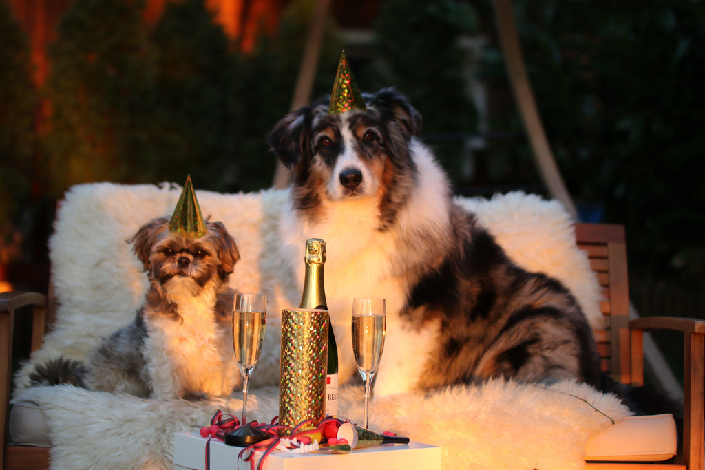 Planning A Party For Your Dog? Here's Some Things To Consider. - Cushioned Lap Trays by Yoosh