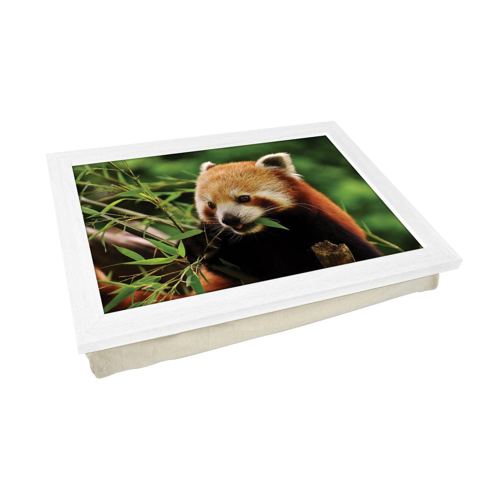 Chomping Red Panda Lap Tray - L1184 - Cushioned Lap Trays by Yoosh