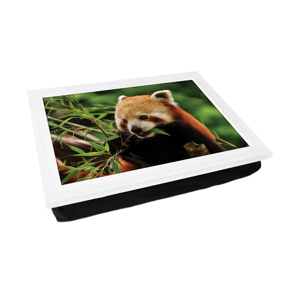 Chomping Red Panda Lap Tray - L1184 - Cushioned Lap Trays by Yoosh