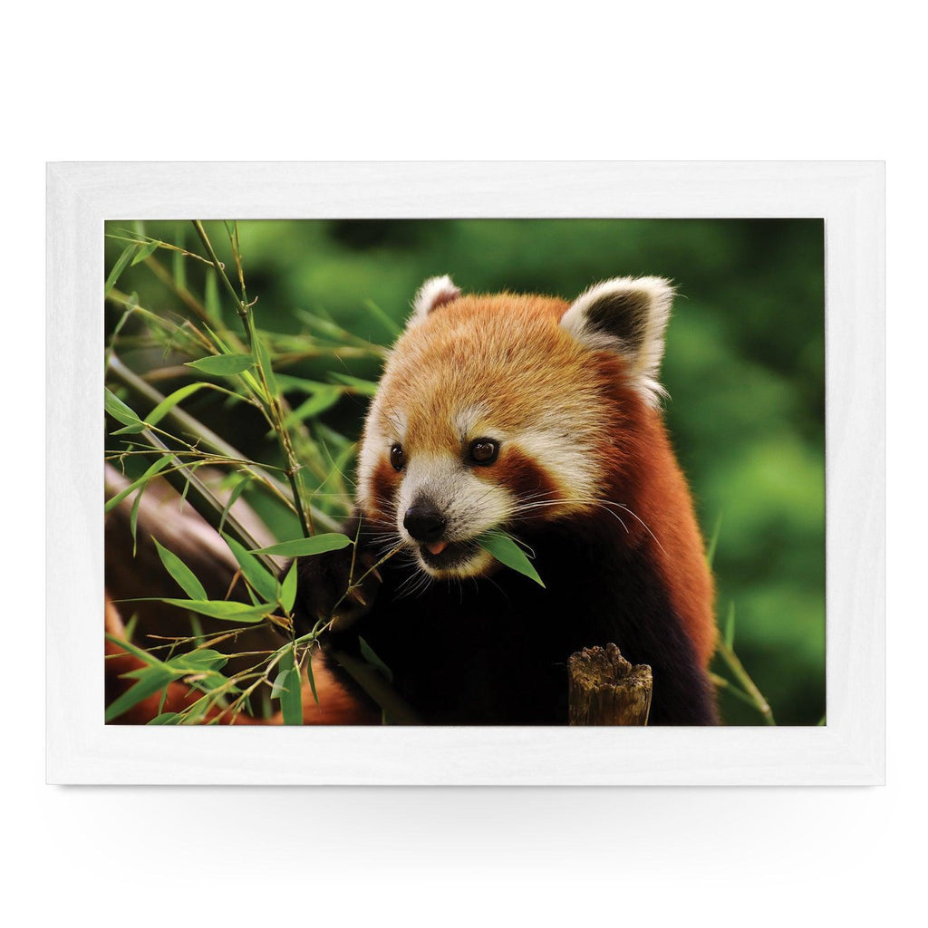 Chomping Red Panda Lap Tray - L1184 - Cushioned Lap Trays by Yoosh