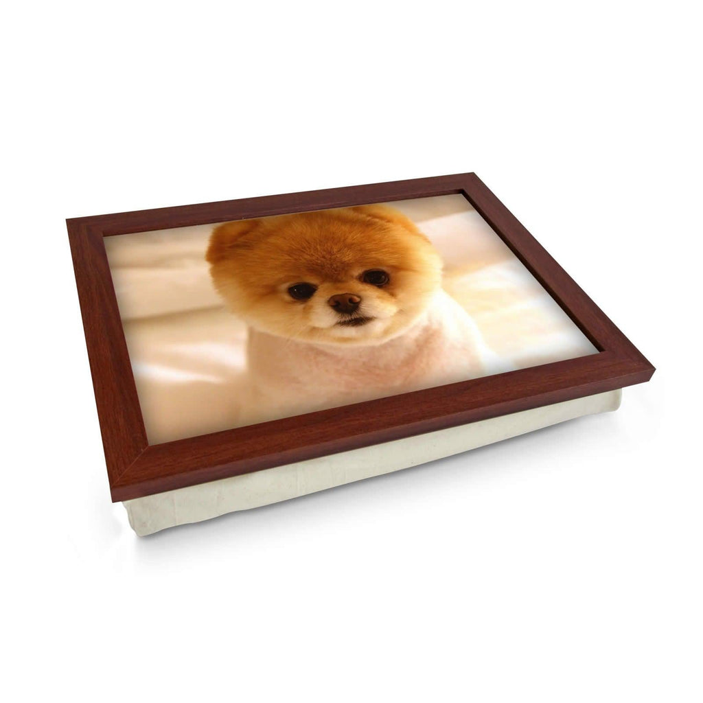 Short Haired Pomeranian Dog Lap Tray - L0116 Personalised Lap Trays