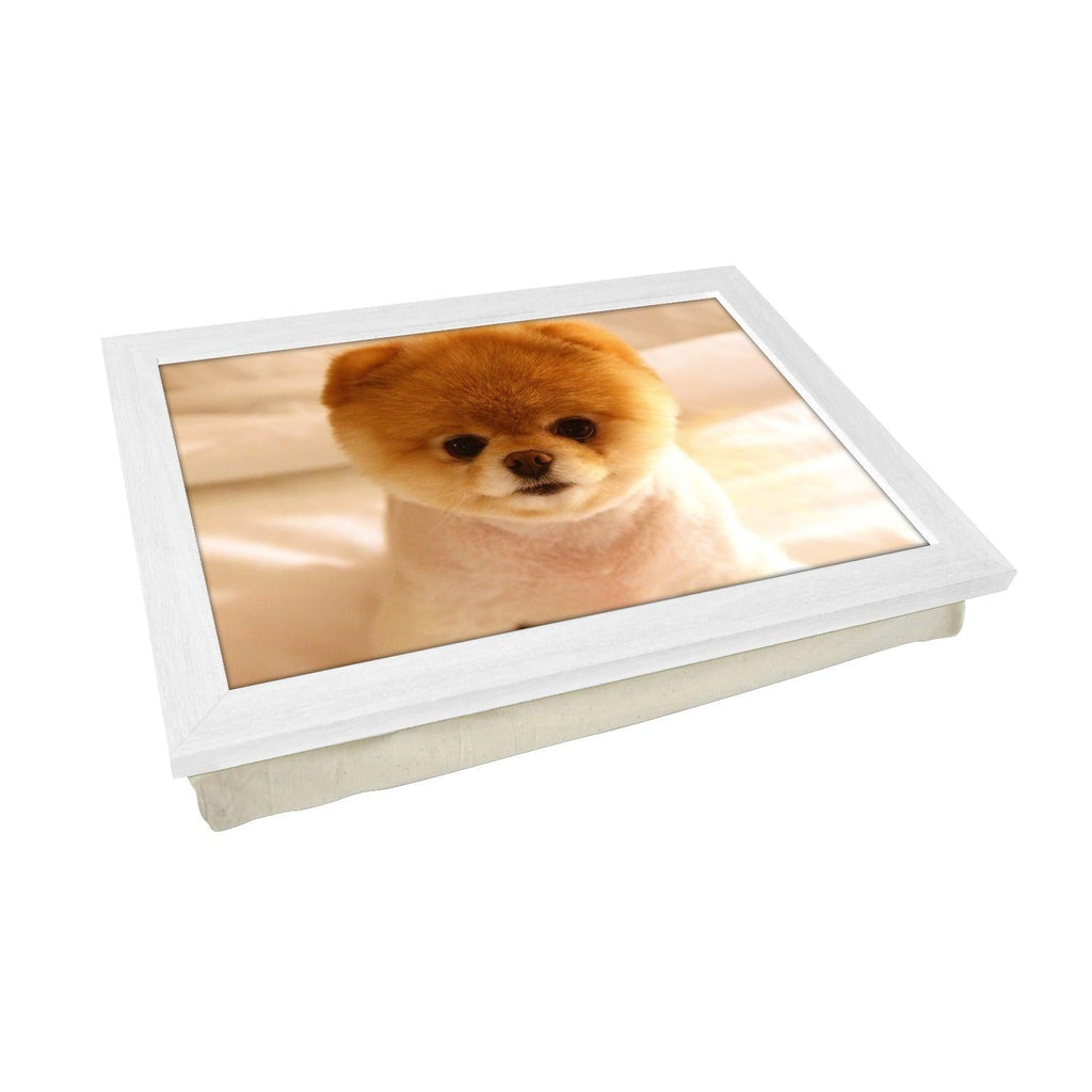 Short Haired Pomeranian Dog Lap Tray - L0116 Personalised Lap Trays